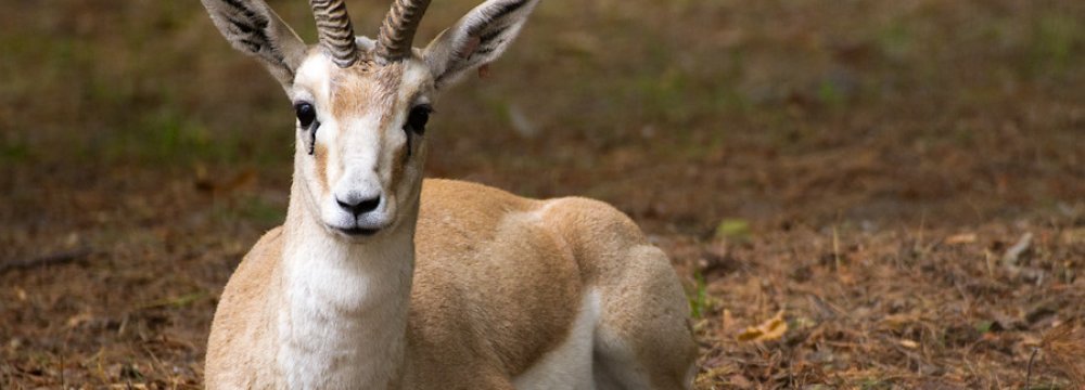 Foreign Hunters Target Rare Gazelle