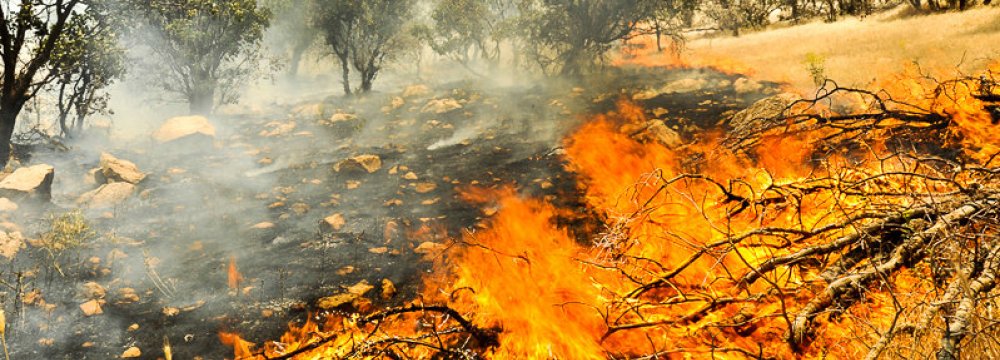  Ancient Forests Go Up in Flames