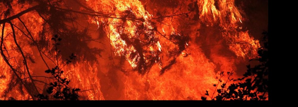 6,400 Hectares of Forests Burn in 5 Months