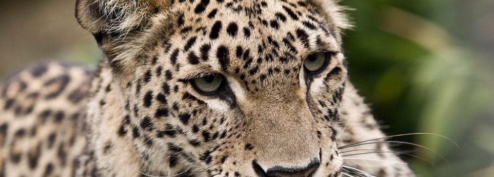 Center for Protection of Persian Leopard Opens