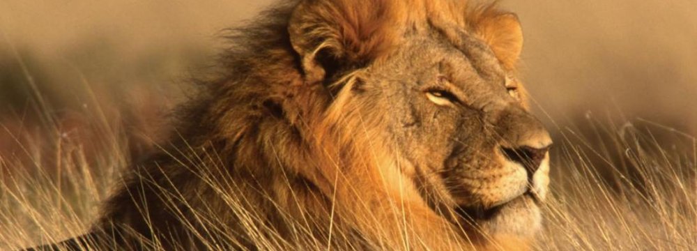 African Lions Face 50% Decline by 2035