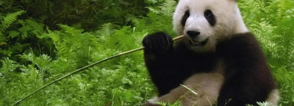 Illegal Logging Threatens China’s Panda Habitat