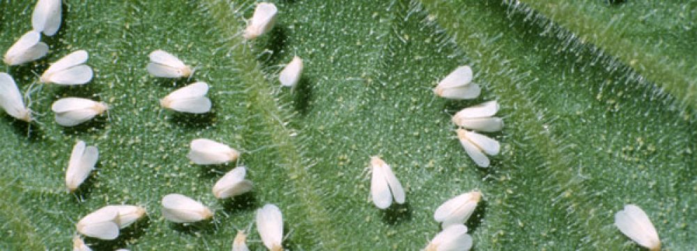 DOE, Municipality at Odds Over Combating Whiteflies