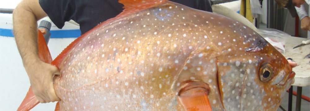 World’s First Warm-Blooded Fish Discovered
