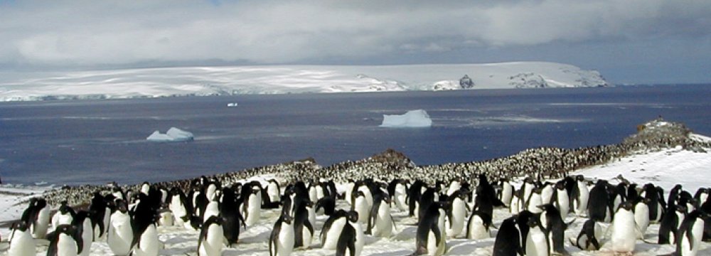 Iceberg Collision Kills Scores of Penguins