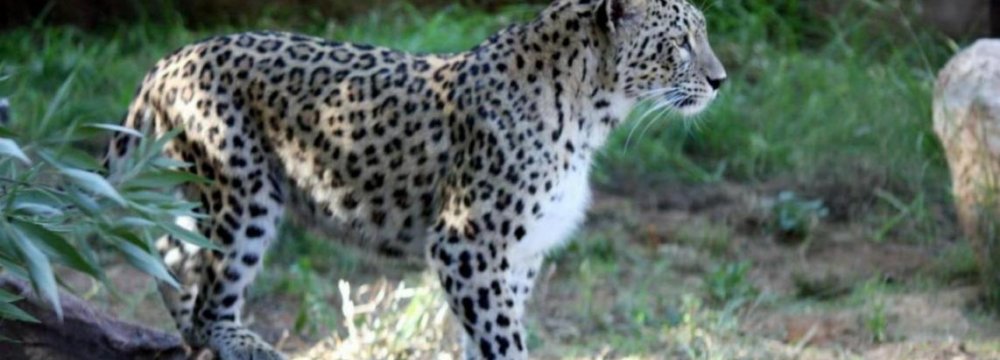 Persian Leopard Death Toll Hits 12