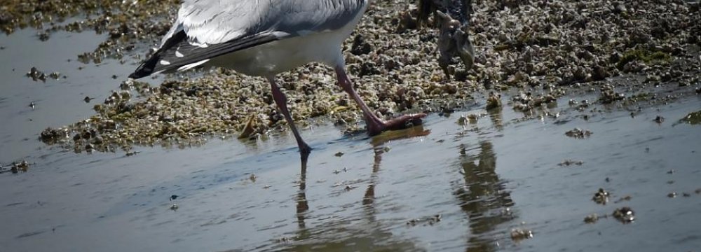 Plastic to Plague 99% of Seabirds by 2050