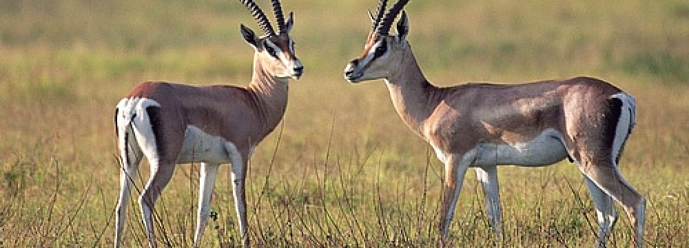 Jail, Fine for Gazelle Poacher 