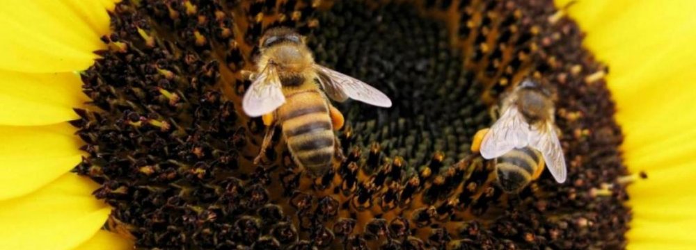 Pollinators Face Extinction, Risking Crop Output