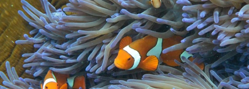 Risk to Great Barrier Reef Worse Than Thought