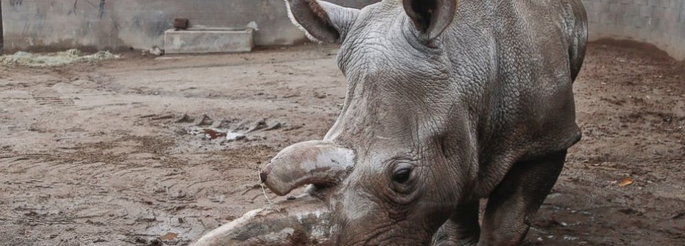 Northern White Rhino Population Down to 3