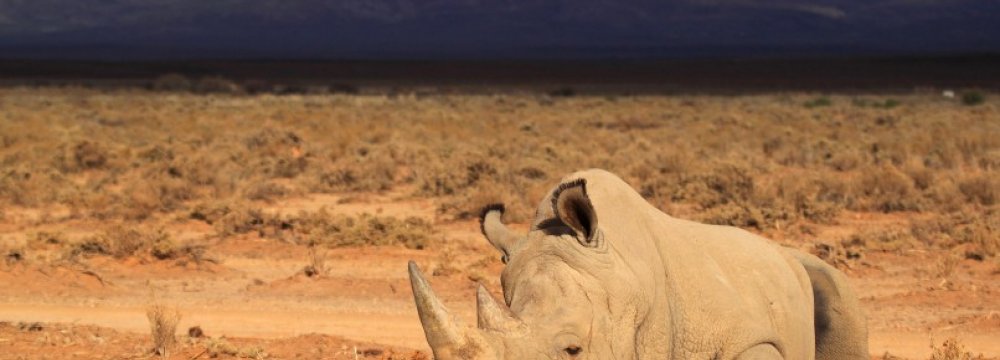 S. Africa Rhino Slaughter Spreading