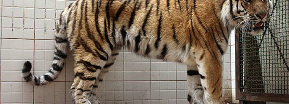 Fate of Amur Tiger to Be Decided in 2016