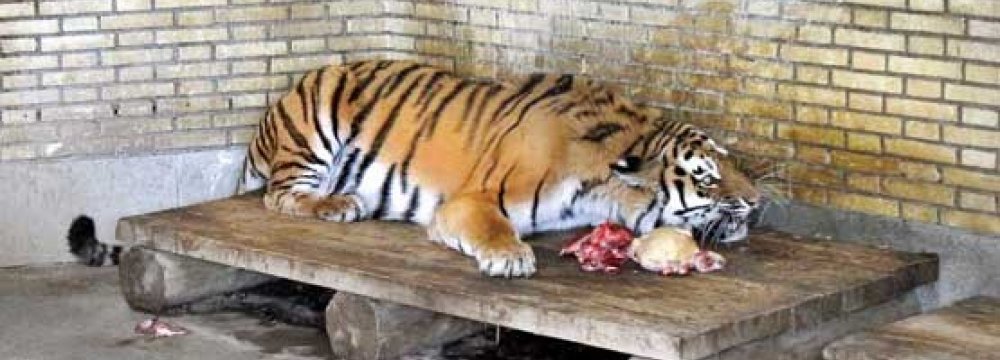 Quarantined Amur Tiger to Be Homed in Qazvin