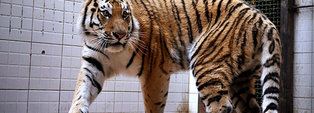 Amur Tiger’s Glanders Test Negative