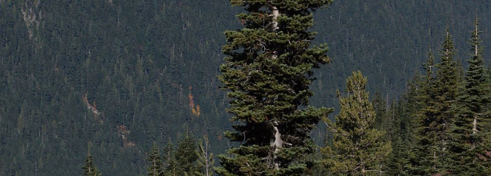 Scientists Say Some Trees Exacerbate Warming