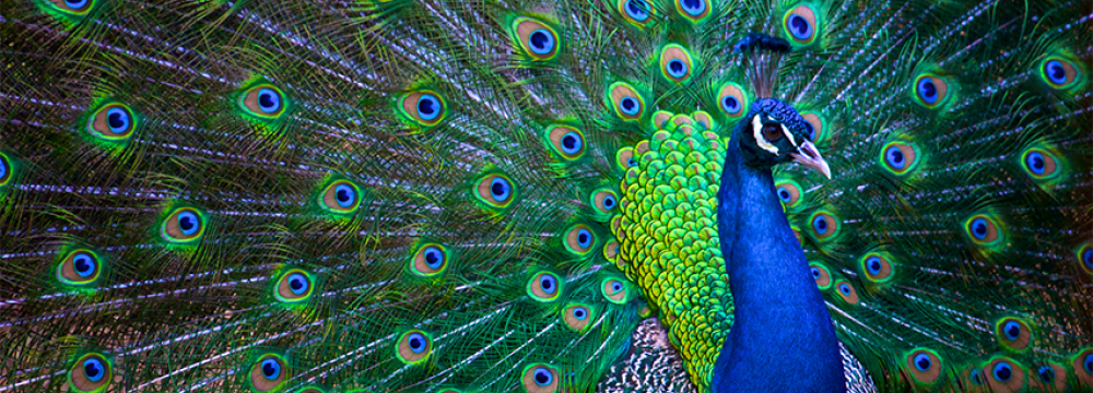 Indian State Sees Peacock as Vermin