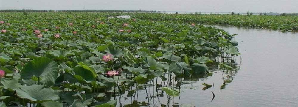 No End in Sight to Anzali Wetland Plight