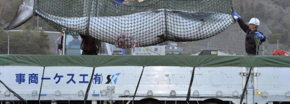 Australia Disappointed by Japan Whaling