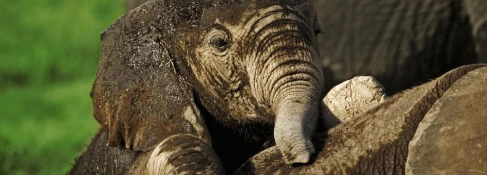 Surge in Elephant Poaching Alarms South Africa