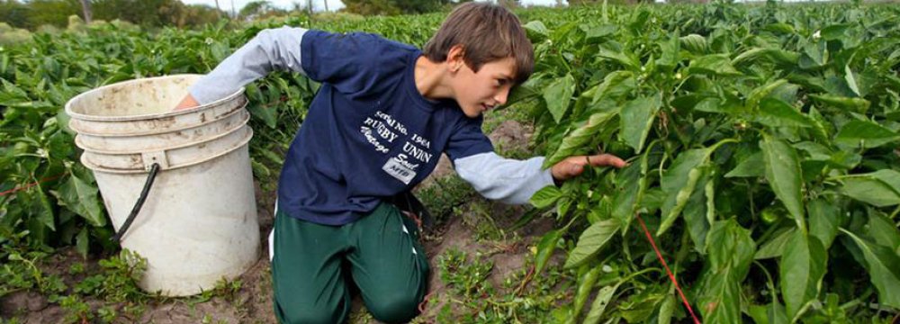 500,000 Children Employed in US Tobacco Farms