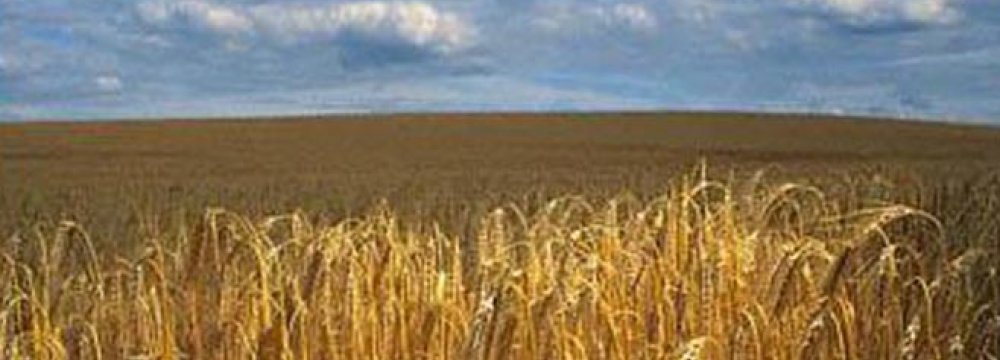 Russia Grain Output to Reach 100m Tons