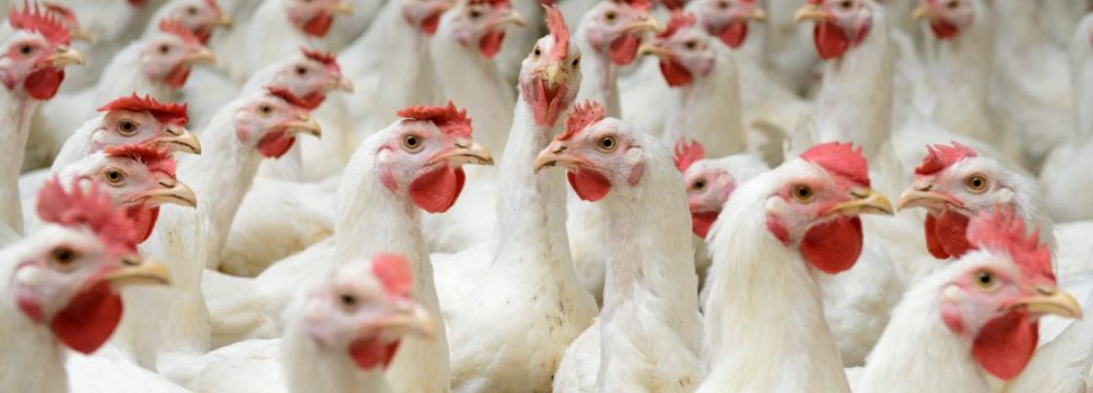 France Hit by Multi-National Poultry Ban