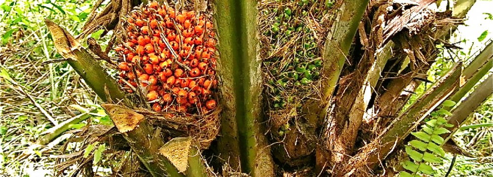 Palm Oil Prices to Rise on Tight Stocks