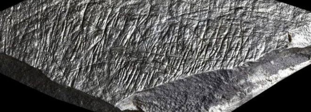 14,000-Year-Old Ice Age Drawings Discovered