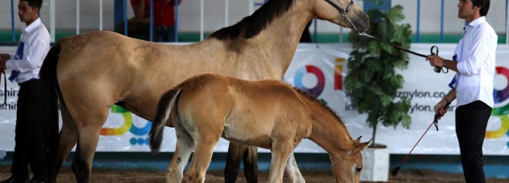 Persian Horses Showcased