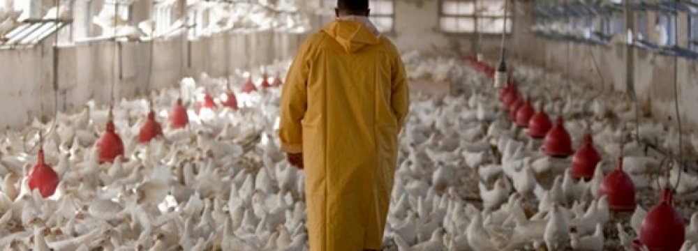 Chicken Farmers Suffer Losses Amid Surplus Production