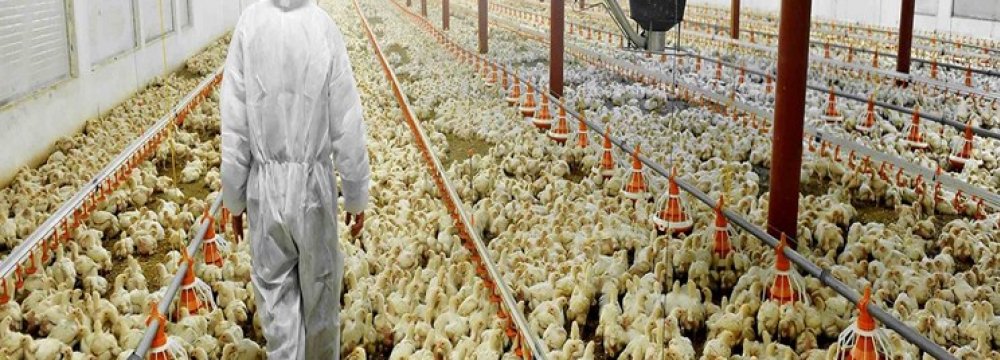 Iran&#039;s Biggest Layer Chicken Farm Opens