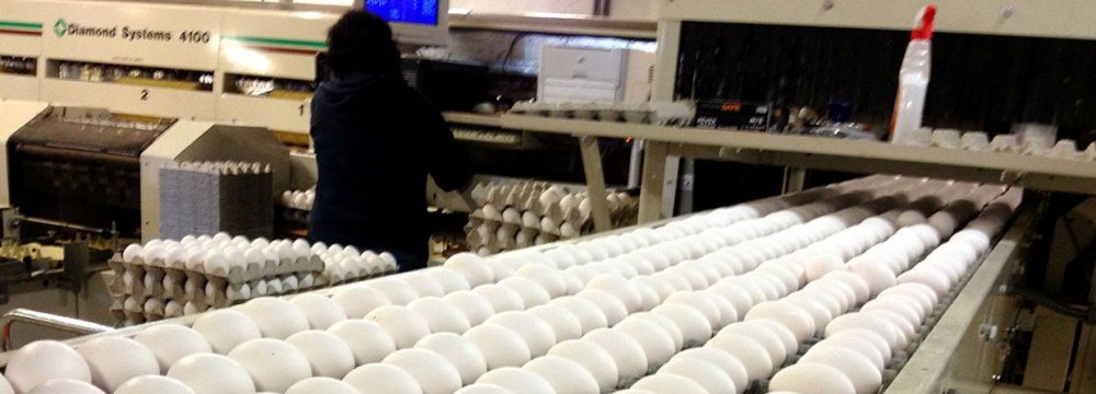  6,200 Tons of Eggs Exported in 3 Months