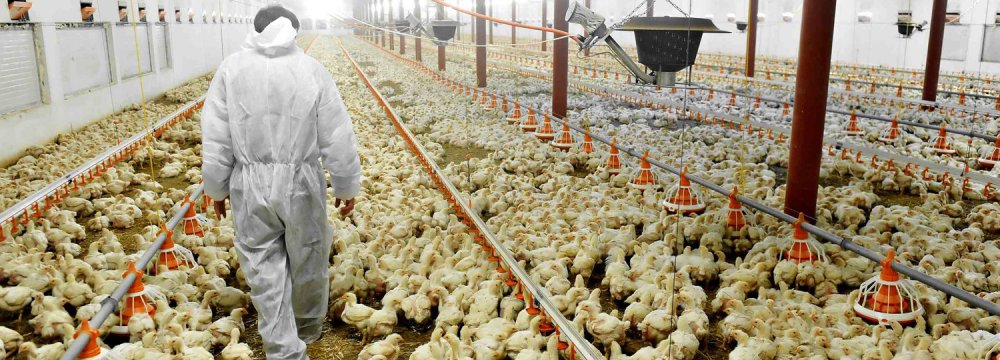 The avian flu outbreak has forced the cull of some 17 million chickens across the country.