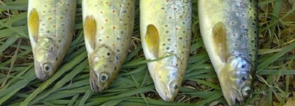 Online Fish Sales Begin in 4 Cities