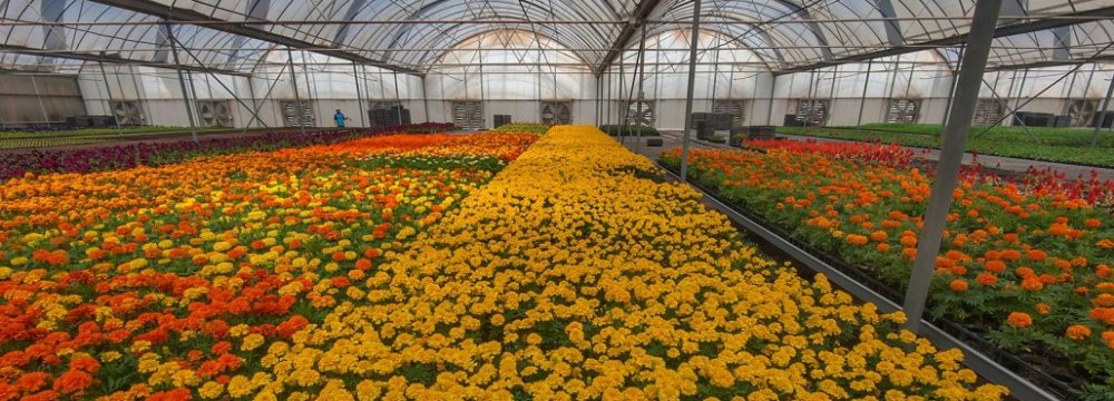The provinces of Tehran, Markazi, Mazandaran, Khuzestan, Alborz and Isfahan are the top provinces in terms of cultivation of flowers and ornamental plants.