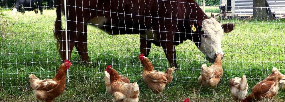 Livestock,Poultry Exports Rise