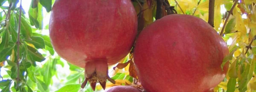 Pomegranate Yield to Hit 900k Tons This Year