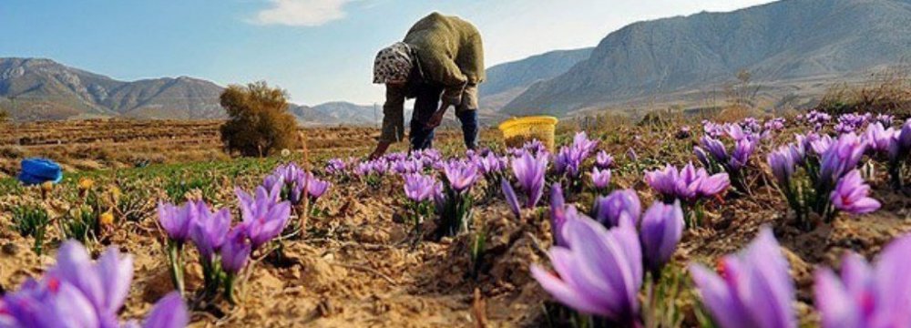 26% Rise in Saffron Export Value