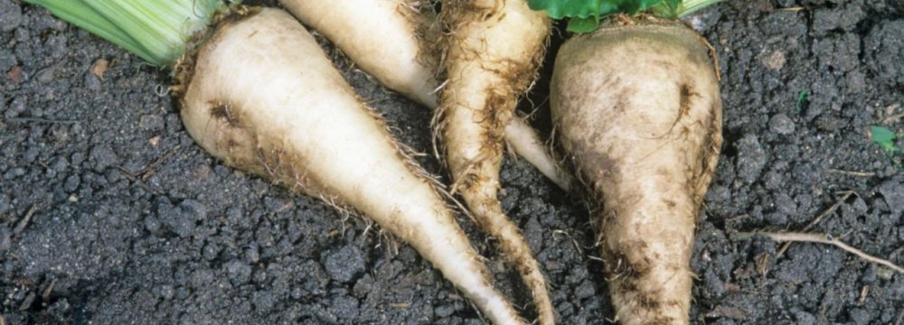 Incentives for Sugarbeet Farmers