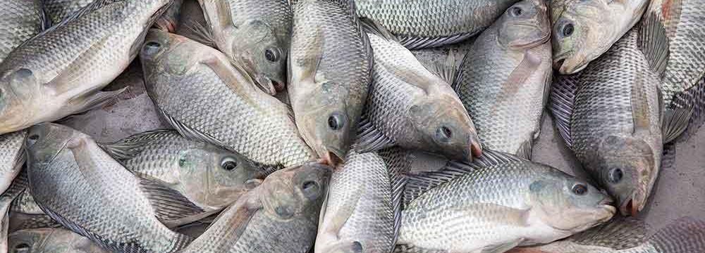 Call for Ban on Tilapia Imports