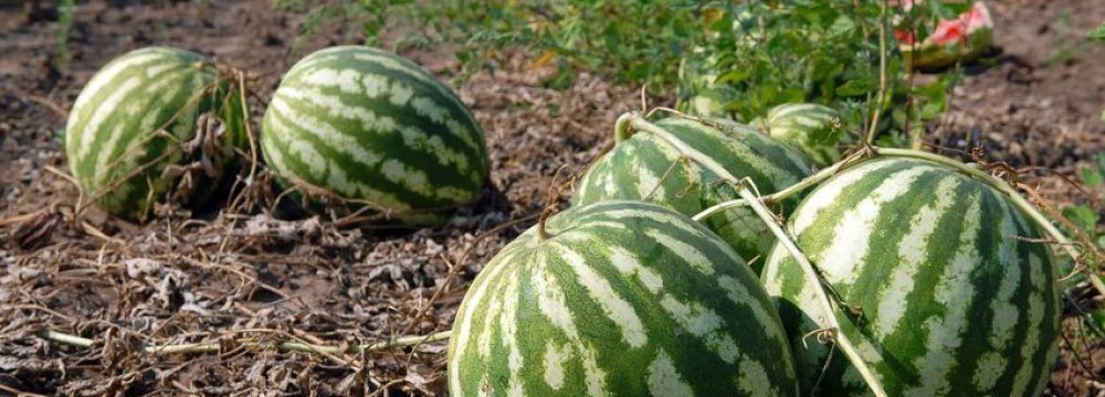 Less Water Used for Watermelon Production