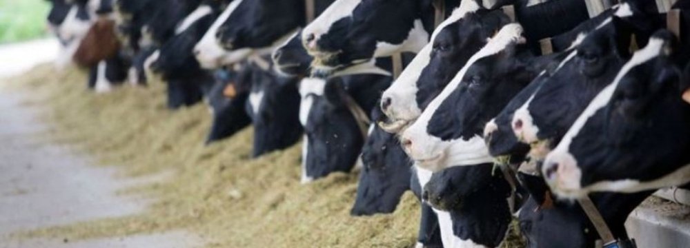 Cattle Farms Produce 2m Tons of Milk in Q4