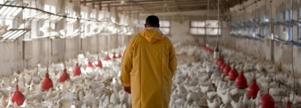 Q1 Industrial Chicken Farms’ PPI Up 12% 