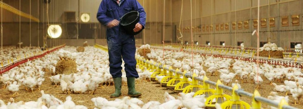 Industrial Chicken Farms’  PPI Up 58% in 4th Quarter 