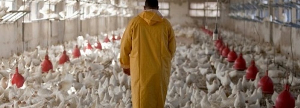 Q1 Poultry Output Up 10.5%