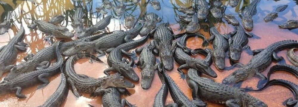 Crocodiles Imported From Malaysia 