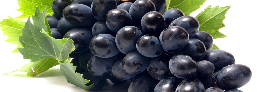 Guaranteed Purchase of Grapes in Kurdestan