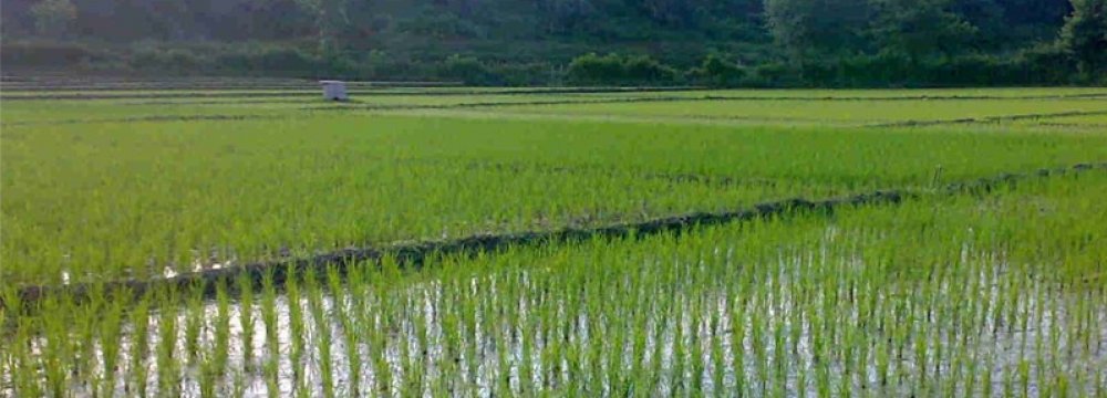 Rice Production Automation Investment  Hits $156m