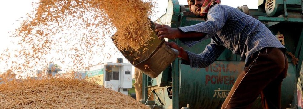 Iran, Saudi Arabia, UAE Bought Half of India’s Rice Exports